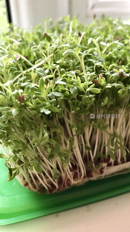 水芹(Lepidium sativum)生长在窗台上，浸过的厨房纸巾放在一个绿色的塑料盒盖上，发芽的幼苗